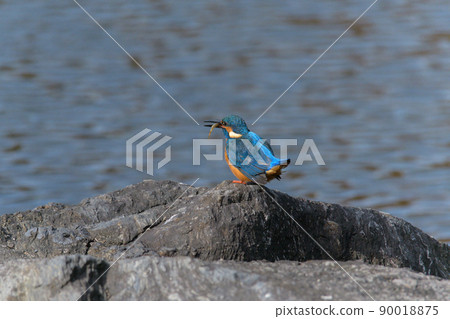Kingfisher with fish 90018875