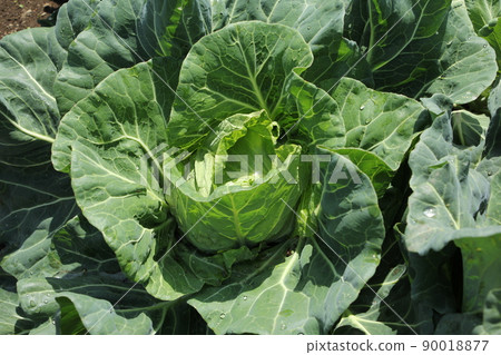Cabbage field Cabbage field 90018877