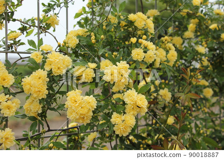 Grow Lady Banks' rose on the fence Grow Lady Banks' rose on the fence 90018887