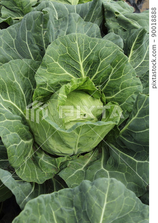 Cultivation of cabbage Cultivation of cabbage 90018888