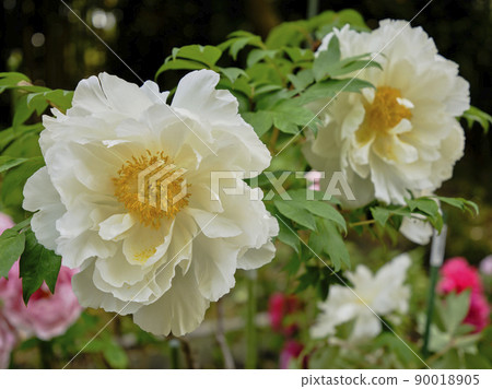景觀材料:在初夏清新的陽光下熠熠生輝的牡丹花 景觀材料:在初夏清新的陽光下熠熠生輝的牡丹花 90018905