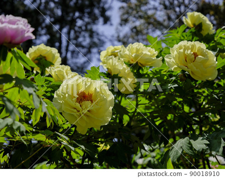景觀材料:在初夏清新的陽光下熠熠生輝的牡丹花 景觀材料:在初夏清新的陽光下熠熠生輝的牡丹花 90018910