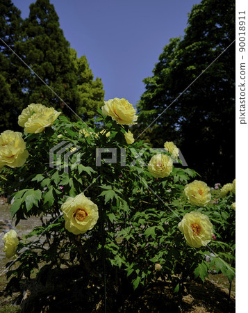 景觀材料:在初夏清新的陽光下熠熠生輝的牡丹花 景觀材料:在初夏清新的陽光下熠熠生輝的牡丹花 90018911