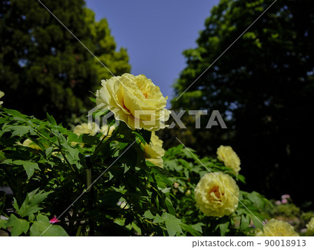 景觀材料:在初夏清新的陽光下熠熠生輝的牡丹花 景觀材料:在初夏清新的陽光下熠熠生輝的牡丹花 90018913