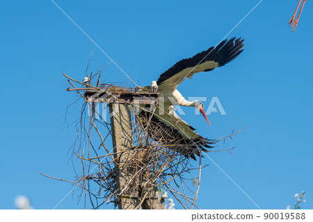 White stork in flight against a blue sky 90019588