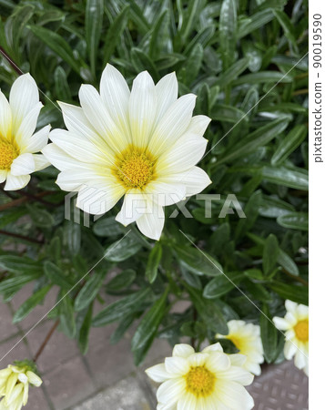 春天的花朵雜色菊 90019590