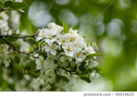 白色櫻花背景綠色 白色櫻花背景綠色 90019620