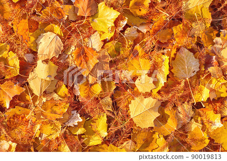 fall yellow and orange leaves background texture 90019813