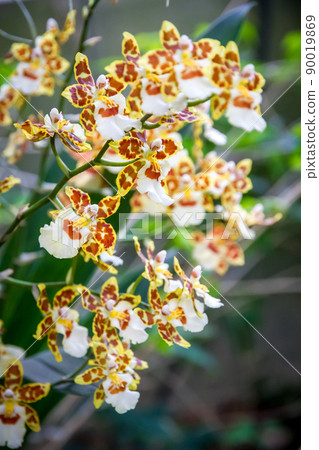 Orchid flower, Odontoglossum Orchid flower, Odontoglossum 90019869