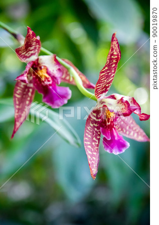 Orchid flower, rare species 90019870
