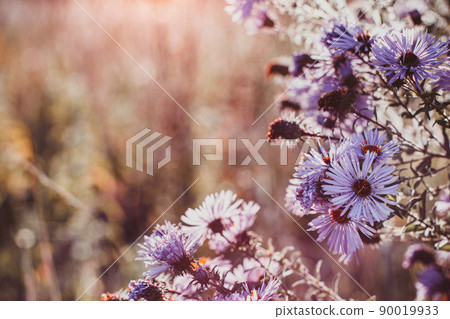 Autumn wild grass and flowers on a meadow Autumn wild grass and flowers on a meadow 90019933