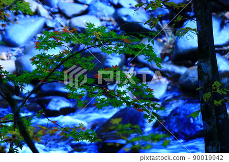 A blue maple A blue maple 90019942