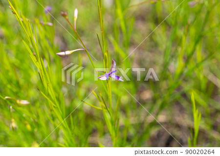 Polygala tenuifolia Willd. Scientific name: Polygala tenuifolia Willd. Crude drug name: Onji (unforgettable) 90020264