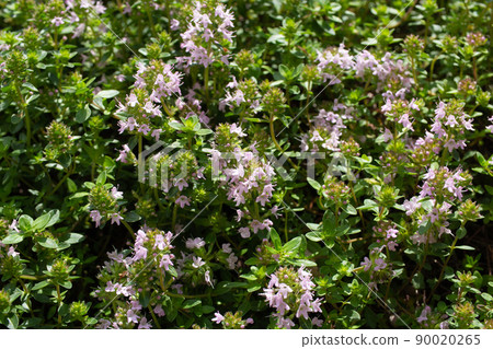 Flowering of Thymus quinquecostatus Scientific name: Thymus quinquecostatus Herb Early summer 90020265