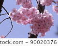 Pink cherry 90020376