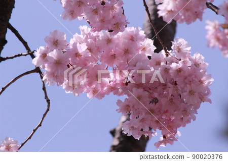 Pink cherry Pink cherry 90020376