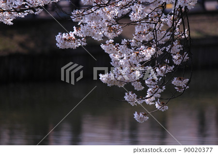 Sakura leaves through the sunbeams Sakura leaves through the sunbeams 90020377