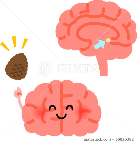 Image of brain character and pineal gland 90020398