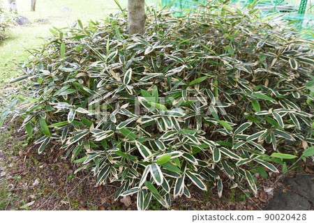 山白竹 山白竹 90020428