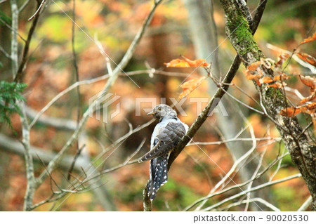 Birds in the forest Birds in the forest 90020530