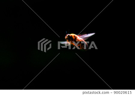 Flying bee Flying bee 90020615