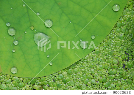 lotus leaf and floating grasses / After the rain, lotus leaves and fine floating grasses lotus leaf and floating grasses / After the rain, lotus leaves and fine floating grasses 90020628