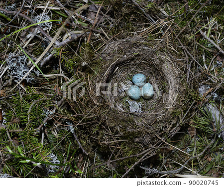 birds nest with three eggs in the forest 90020745