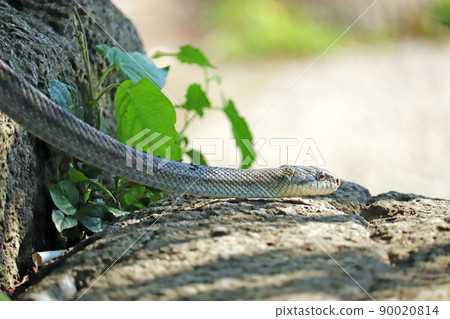 A side view of a rat snake crawling on a rocky area 90020814