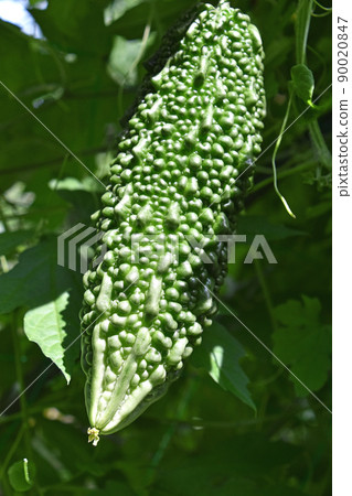 Abashi goya Abashi goya 90020847