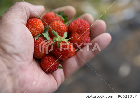 Strawberry harvest / kitchen garden Strawberry harvest / kitchen garden 90021017