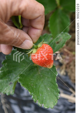 Strawberry harvest / kitchen garden Strawberry harvest / kitchen garden 90021019