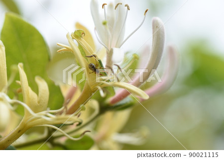 Honeysuckle Honeysuckle 90021115