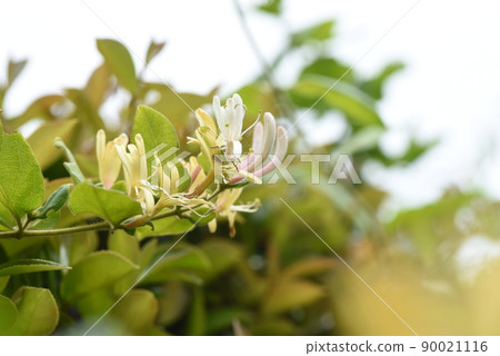 金銀花 金銀花 90021116