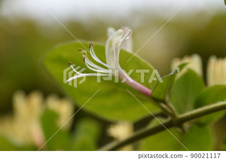 Honeysuckle Honeysuckle 90021117
