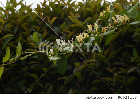 Honeysuckle 90021118