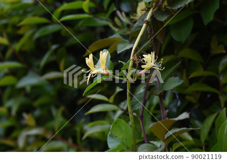 Honeysuckle Honeysuckle 90021119