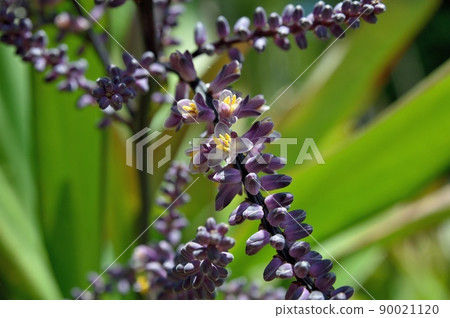 Dracaena Cordyline Sennenboku Dracaena Cordyline Sennenboku 90021120