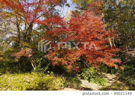 Autumn Komabano Park Autumn Komabano Park 90021149