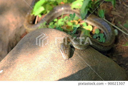 A picture of a rat snake that crawls on a rocky area and sticks out its tongue from above A picture of a rat snake that crawls on a rocky area and sticks out its tongue from above 90021307
