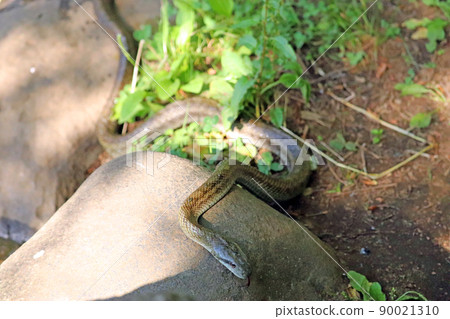 A picture of a rat snake that crawls on a rocky area and sticks out its tongue from above 90021310