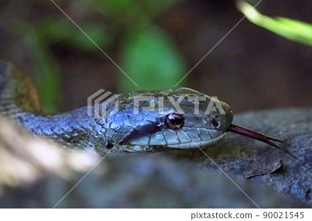 A close-up of the profile of a rat snake that crawls on rocks and sticks out its tongue 90021545