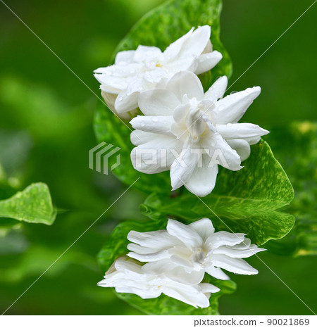Jasmine flowers in full bloom 90021869