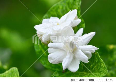 Jasmine flowers in full bloom 90021870