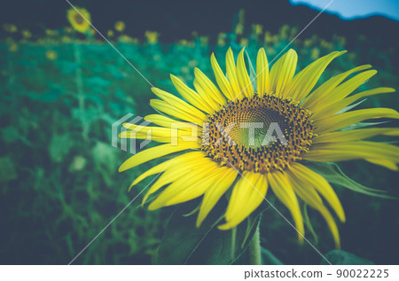 A single sunflower blooming looking up at the heavens 90022225
