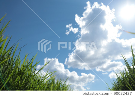 The sky and clouds seen through the rice The sky and clouds seen through the rice 90022427