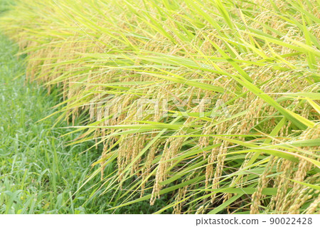 Fruitful autumn rice Fruitful autumn rice 90022428