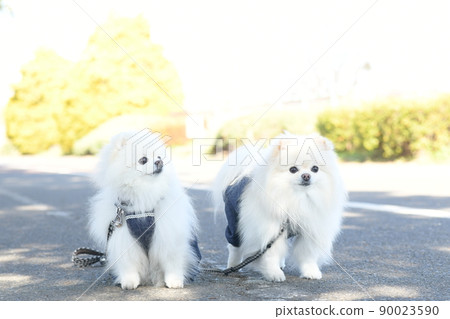 可愛的白色博美犬 90023590