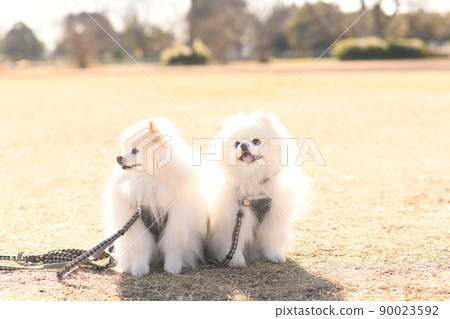 可愛的白色博美犬 90023592