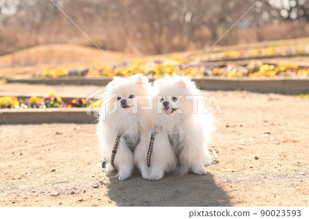 可愛的白色博美犬 90023593