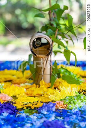 [神奈川縣]鶴岡八幡宮的長頭屋裝飾著鮮豔的花朵 90023916